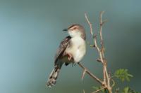 Prinia inornata