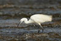 Egretta garzetta