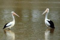 Pelecanus conspicillatus