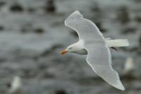 Larus hyperboreus