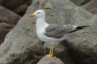 Larus fuscus