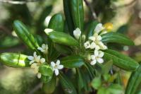 Sardinia - FLORA