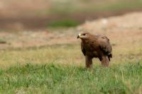 Aquila nipalensis