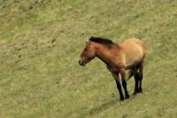 Przewalski's  Horse