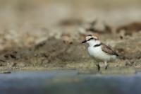 Charadrius alexandrinus