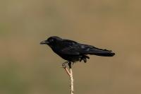 Corvus corone