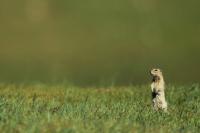 Long-tailed ground squirrel