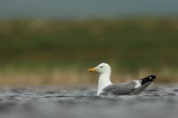 Larus vegae mongolicus