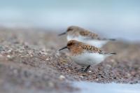 Calidris minuta