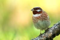 Emberiza leucocephalos