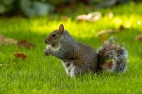 Eastern gray squirrel