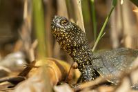 Hungary - FAUNA