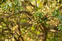 Zambia - FLORA