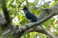 Zambia - FAUNA