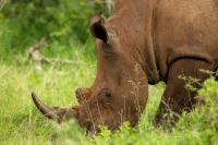 White rhinoceros