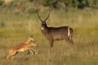 Waterbuck