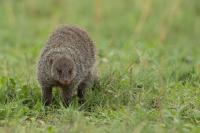 Banded mongoose