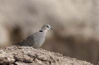 Streptopelia capicola