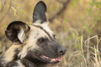 African wild dog