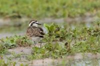 Charadrius pecuarius