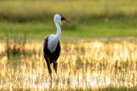 Grus carunculata