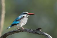 Halcyon senegalensis