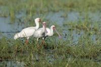 Platalea alba