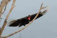 Bucorvus leadbeateri 