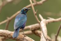 Lamprotornis chalybaeus