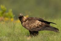 Aquila chrysaetos