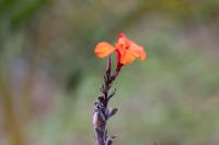 ECUADOR -FLOWERS