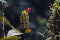 ECUADOR -FLORA