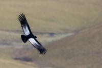 ECUADOR-FAUNA