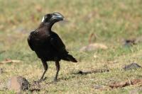 Corvus crassirostris