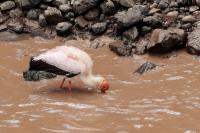 Mycteria ibis