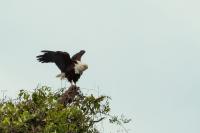 Haliaeetus vocifer