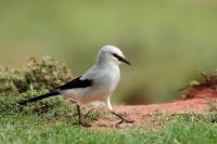 Zavattariornis stresemanni