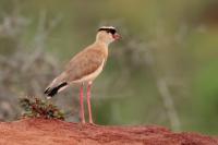 Vanellus coronatus