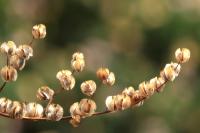 ETHIOPIA FLORA