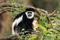 ETHIOPIA FAUNA