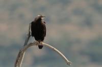 Aquila adalberti