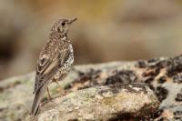 Turdus viscivorus