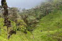 ECUADOR LANDSCAPE