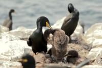 Phalacrocorax aristotelis