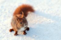 Red squirrel