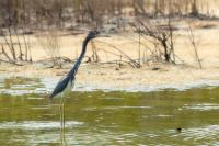 Egretta tricolor