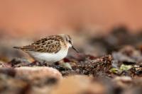 Calidris minuta