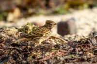 Anthus pratensis