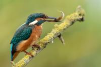 Alcedo atthis