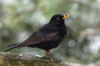 Turdus merula